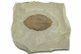 Fossil Legume (Leguminosites) Leaf - Green River, Utah #325576-1